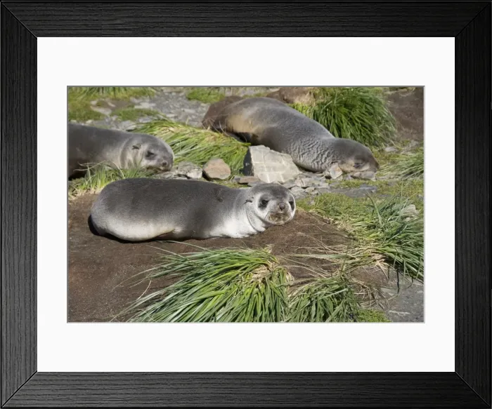 Framed Print : Fur seals, Moltke Harbour, Royal Bay, South Georgia, South Atlantic Framed Print : Fur seals, Moltke Harbour, Royal Bay, South Georgia, South Atlantic