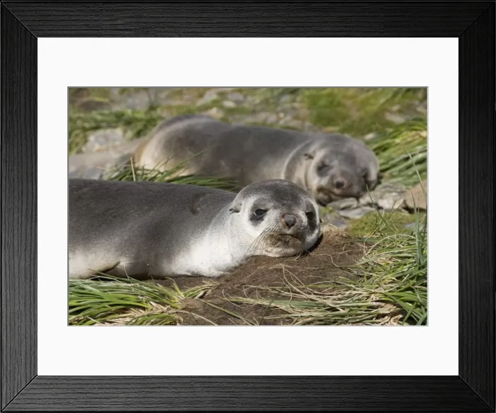 Framed Print : Fur seals, Moltke Harbour, Royal Bay, South Georgia, South Atlantic Framed Print : Fur seals, Moltke Harbour, Royal Bay, South Georgia, South Atlantic