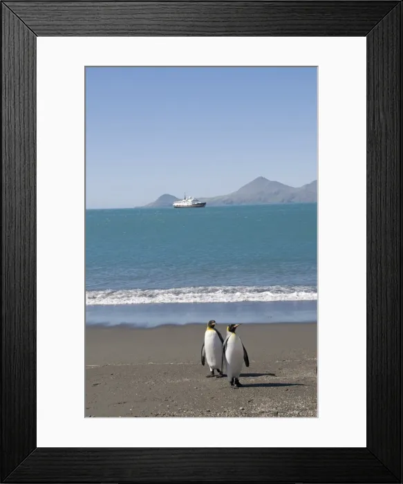 Framed Print : King penguins, Moltke Harbour, Royal Bay, South Georgia, South Atlantic Framed Print : King penguins, Moltke Harbour, Royal Bay, South Georgia, South Atlantic