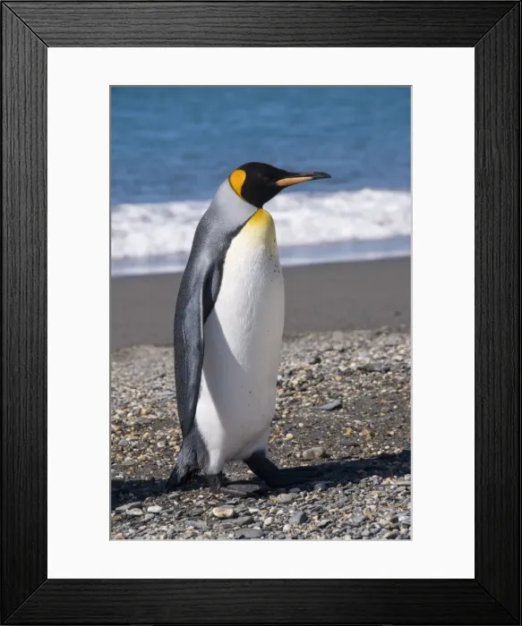 Framed Print : King penguin, Moltke Harbour, Royal Bay, South Georgia, South Atlantic Framed Print : King penguin, Moltke Harbour, Royal Bay, South Georgia, South Atlantic