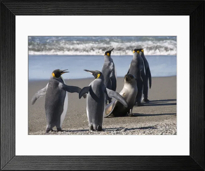 Framed Print : King penguins and fur seal, Moltke Harbour, Royal Bay, South Georgia, South Atlantic Framed Print : King penguins and fur seal, Moltke Harbour, Royal Bay, South Georgia, South Atlantic
