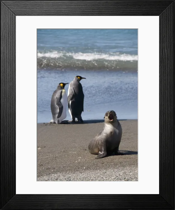 Framed Print : King penguins and fur seal, Moltke Harbour, Royal Bay, South Georgia, South Atlantic Framed Print : King penguins and fur seal, Moltke Harbour, Royal Bay, South Georgia, South Atlantic
