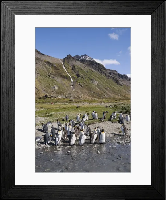 Framed Print : King penguins, Moltke Harbour, Royal Bay, South Georgia, South Atlantic Framed Print : King penguins, Moltke Harbour, Royal Bay, South Georgia, South Atlantic