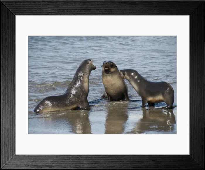 Framed Print : Fur seals, Moltke Harbour, Royal Bay, South Georgia, South Atlantic Framed Print : Fur seals, Moltke Harbour, Royal Bay, South Georgia, South Atlantic