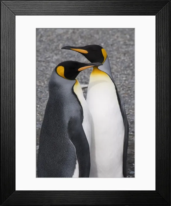 Framed Print : King penguins, St. Andrews Bay, South Georgia, South Atlantic Framed Print : King penguins, St. Andrews Bay, South Georgia, South Atlantic