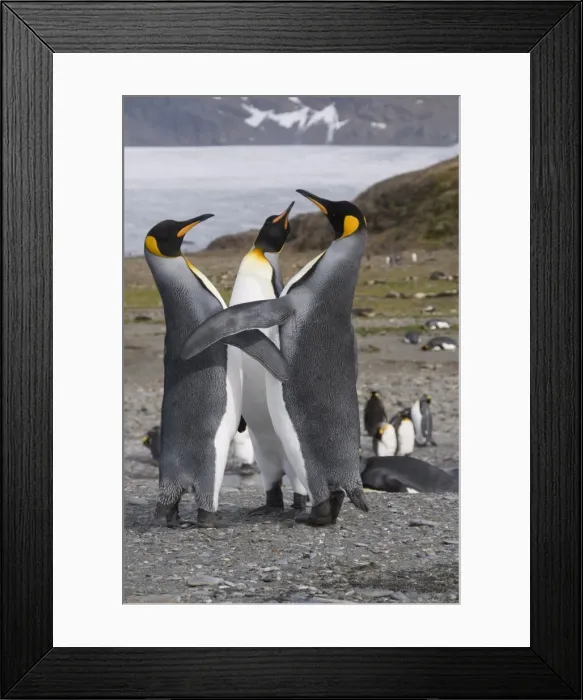 Framed Print : King penguins, St. Andrews Bay, South Georgia, South Atlantic Framed Print : King penguins, St. Andrews Bay, South Georgia, South Atlantic
