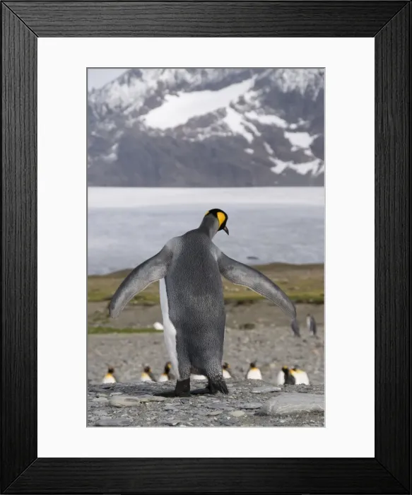 Framed Print : King penguins, St. Andrews Bay, South Georgia, South Atlantic Framed Print : King penguins, St. Andrews Bay, South Georgia, South Atlantic