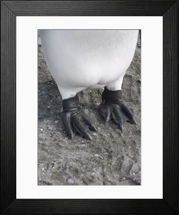 Framed Print : King penguins feet, St. Andrews Bay, South Georgia, South Atlantic Framed Print : King penguins feet, St. Andrews Bay, South Georgia, South Atlantic