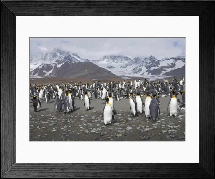 Framed Print : King penguins, St. Andrews Bay, South Georgia, South Atlantic Framed Print : King penguins, St. Andrews Bay, South Georgia, South Atlantic