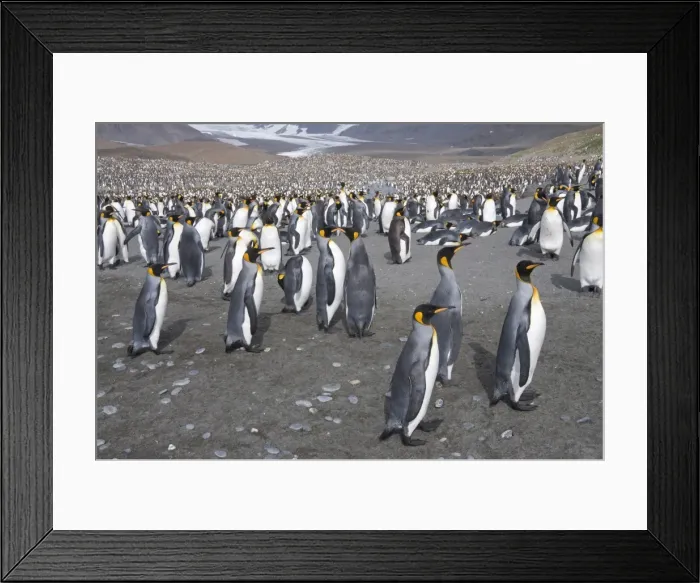 Framed Print : King penguins, St. Andrews Bay, South Georgia, South Atlantic Framed Print : King penguins, St. Andrews Bay, South Georgia, South Atlantic