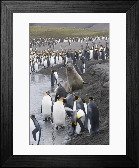 Framed Print : King penguins and fur seals, St. Andrews Bay, South Georgia, South Atlantic Framed Print : King penguins and fur seals, St. Andrews Bay, South Georgia, South Atlantic