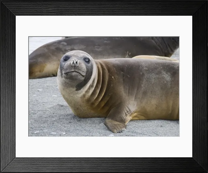 Framed Print : Fur seal, St. Andrews Bay, South Georgia, South Atlantic Framed Print : Fur seal, St. Andrews Bay, South Georgia, South Atlantic