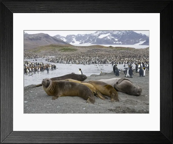 Framed Print : Young elephant seals and king penguins, St. Andrews Bay, South Georgia, South Atlantic Framed Print : Young elephant seals and king penguins, St. Andrews Bay, South Georgia, South Atlantic