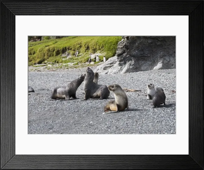 Framed Print : Fur seals, Fortuna Bay, South Georgia, South Atlantic Framed Print : Fur seals, Fortuna Bay, South Georgia, South Atlantic