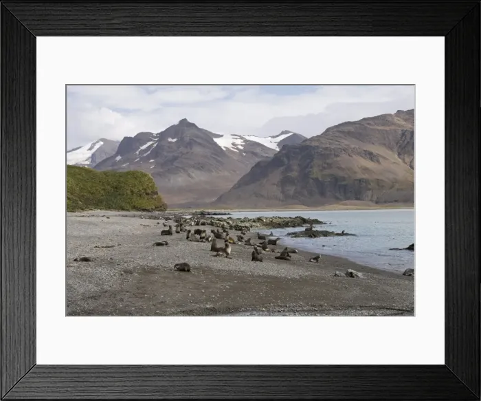 Framed Print : Fur seals, Fortuna Bay, South Georgia, South Atlantic Framed Print : Fur seals, Fortuna Bay, South Georgia, South Atlantic