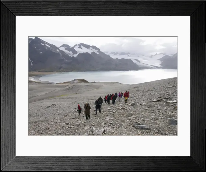 Framed Print : Tourists walk from Fortuna Bay, South Georgia, South Atlantic Framed Print : Tourists walk from Fortuna Bay, South Georgia, South Atlantic