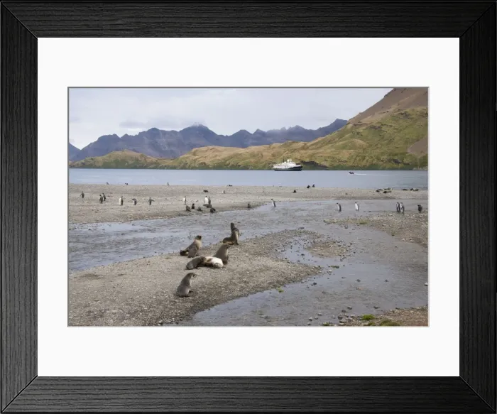 Framed Print : Fur seals and king penguins, Stromness Bay, South Georgia, South Atlantic Framed Print : Fur seals and king penguins, Stromness Bay, South Georgia, South Atlantic