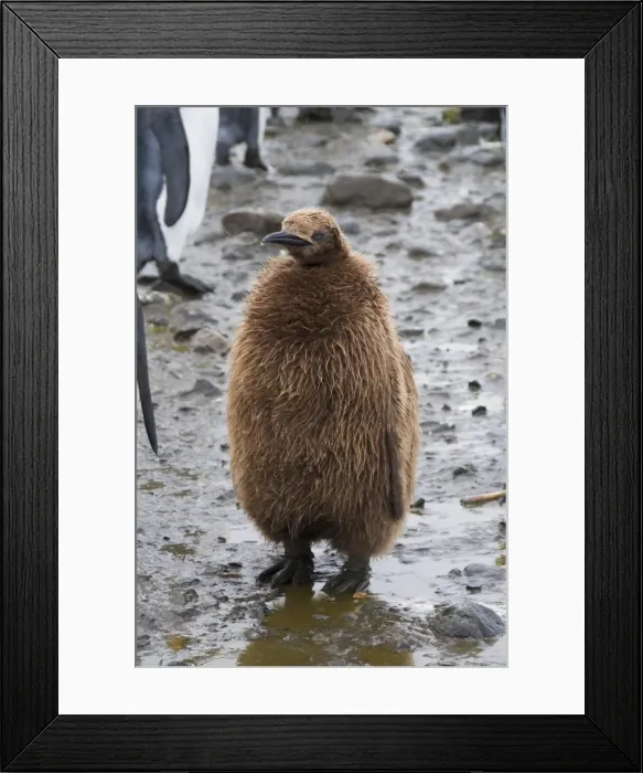 Framed Print : King penguin chick, Salisbury Plain, South Georgia, South Atlantic Framed Print : King penguin chick, Salisbury Plain, South Georgia, South Atlantic
