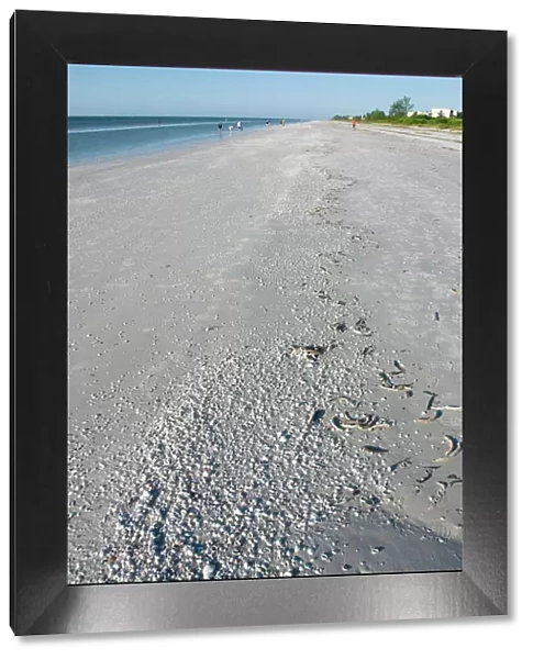Beach covered with shells, Sanibel Island, Gulf Coast, Florida, United States of America