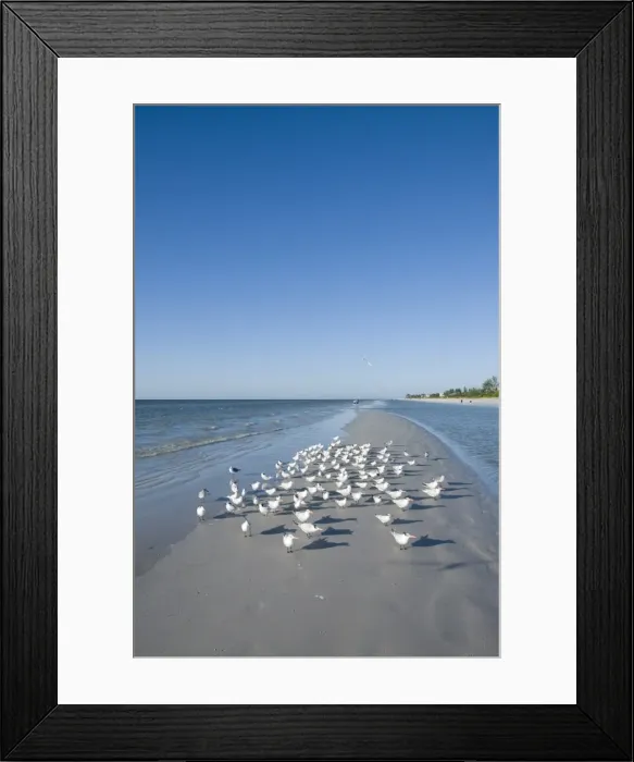 Framed Print : Royal tern birds on beach, Sanibel Island, Gulf Coast, Florida, United States of America Framed Print : Royal tern birds on beach, Sanibel Island, Gulf Coast, Florida, United States of America