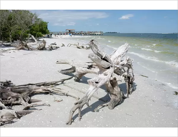 Driftwood on beach with fishing pier in background, Sanibel Island, Gulf Coast