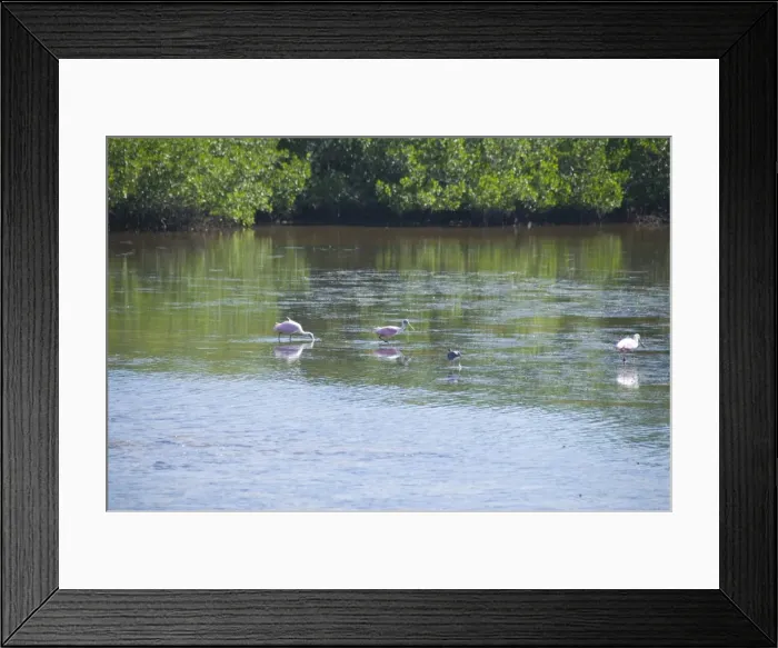 Framed Print : Roseate spoonbills, J. N. Ding Darling Wildlife Reserve, Sanibel Island Framed Print : Roseate spoonbills, J. N. Ding Darling Wildlife Reserve, Sanibel Island