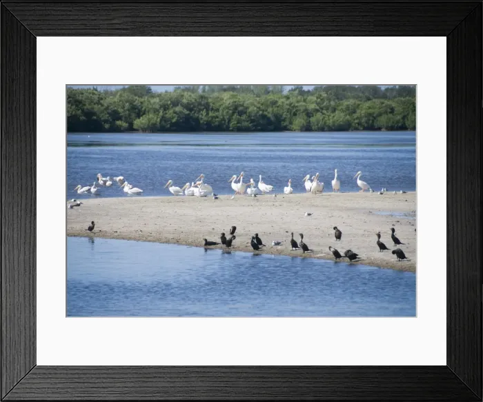 Framed Print : J. N. Ding Darling Wildlife Reserve, Sanibel Island, Gulf Coast Framed Print : J. N. Ding Darling Wildlife Reserve, Sanibel Island, Gulf Coast