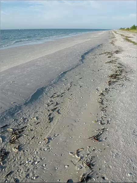 Beach, Sanibel Island, Gulf Coast, Florida, United States of America, North America