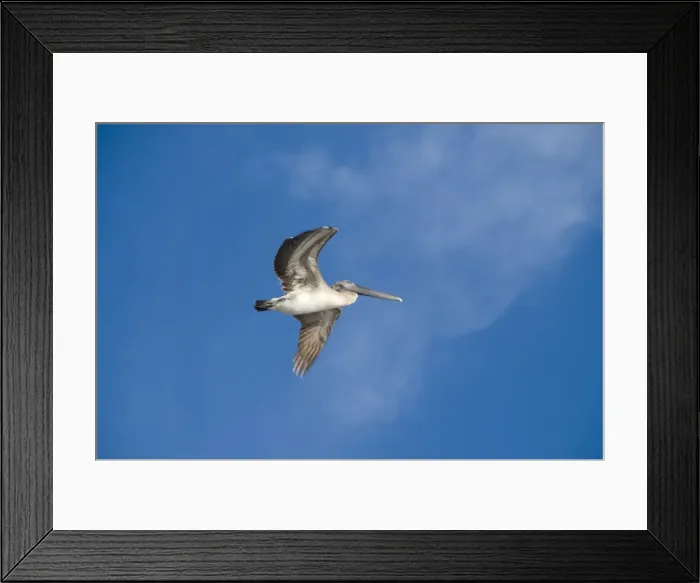 Framed Print : Pelicans in flight, Sanibel Island, Gulf Coast, Florida, United States of America Framed Print : Pelicans in flight, Sanibel Island, Gulf Coast, Florida, United States of America