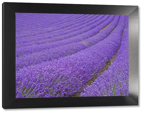 Lavender field near Chichester, West Sussex, England, United Kingdom, Europe