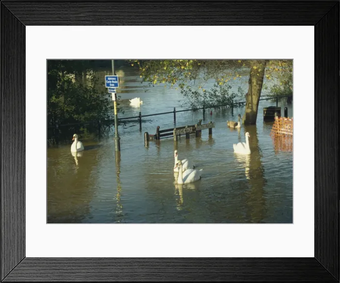 Framed Print : Swans swimming in street during the floods of 1998, Worcester, Worcestershire Framed Print : Swans swimming in street during the floods of 1998, Worcester, Worcestershire