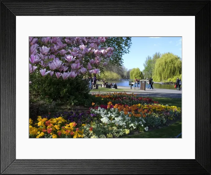 Framed Print : Regents Park, London, England, United Kingdom, Europe Framed Print : Regents Park, London, England, United Kingdom, Europe