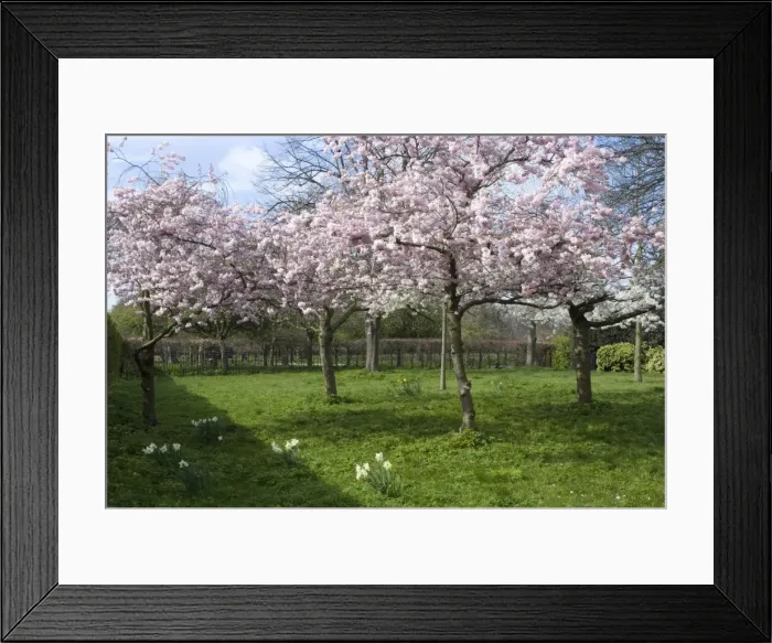 Framed Print : Blossom, Regents Park, London, England, United Kingdom, Europe