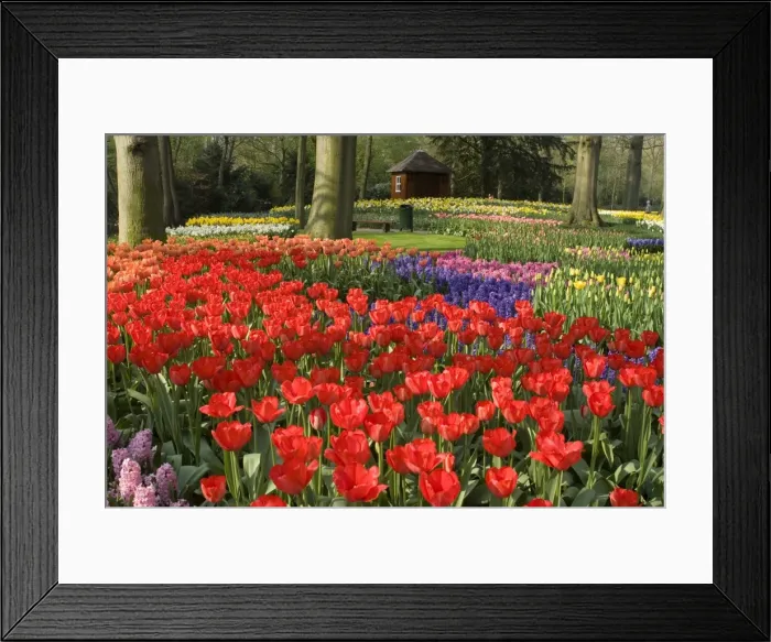 Framed Print : Flowers at Keukenhof Gardens, near Leiden, Netherlands, Europe Framed Print : Flowers at Keukenhof Gardens, near Leiden, Netherlands, Europe