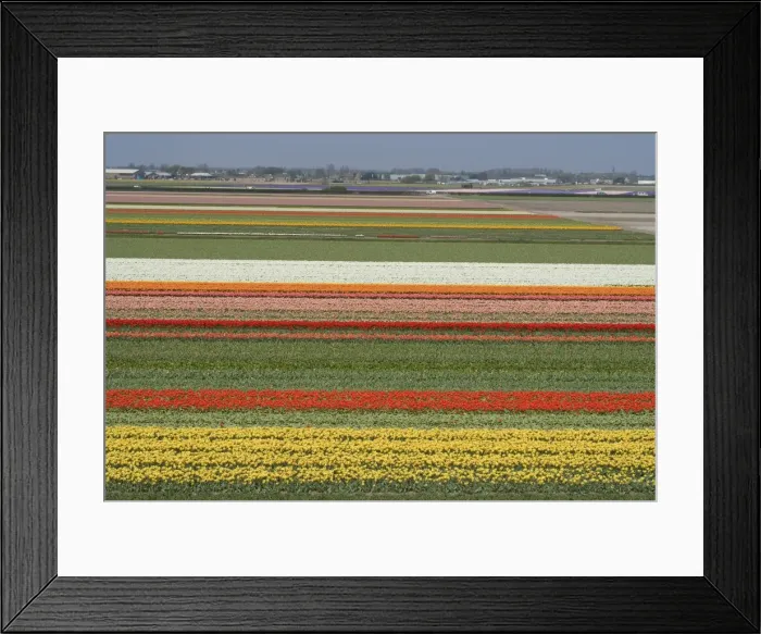 Framed Print : Fields of flowers growing near Keukenhof Gardens, near Leiden, Netherlands, Europe Framed Print : Fields of flowers growing near Keukenhof Gardens, near Leiden, Netherlands, Europe