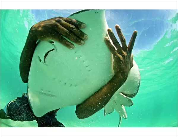 Holding a stingray, Antigua, West Indies, Caribbean, Central America