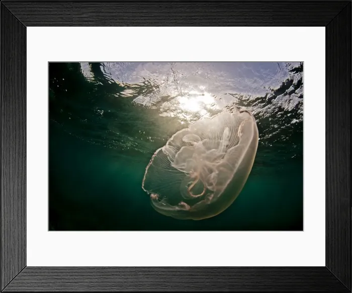 Framed Print : A moon jellyfish catches the sunlight, Antigua, Leeward Islands, West Indies Framed Print : A moon jellyfish catches the sunlight, Antigua, Leeward Islands, West Indies