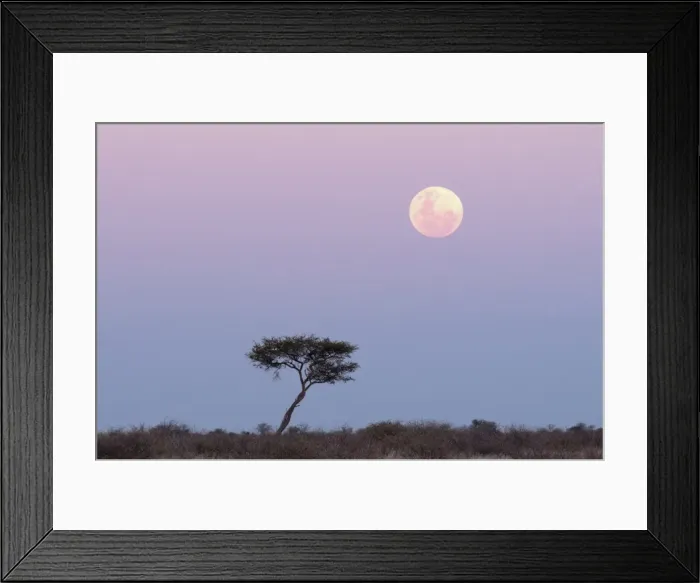 Framed Print : Moonrise, Deception Valley, Central Kalahari Game Reserve, Botswana, Africa Framed Print : Moonrise, Deception Valley, Central Kalahari Game Reserve, Botswana, Africa