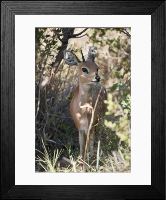 Framed Print : Steenbok (Raphicerus campestris), Okavango Delta, Botswana, Africa Framed Print : Steenbok (Raphicerus campestris), Okavango Delta, Botswana, Africa