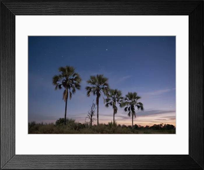 Framed Print : Palm trees at twilight, Okavango Delta, Botswana, Africa Framed Print : Palm trees at twilight, Okavango Delta, Botswana, Africa