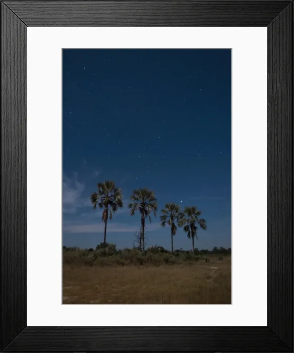 Framed Print : Palm trees by night, Okavango Delta, Botswana, Africa