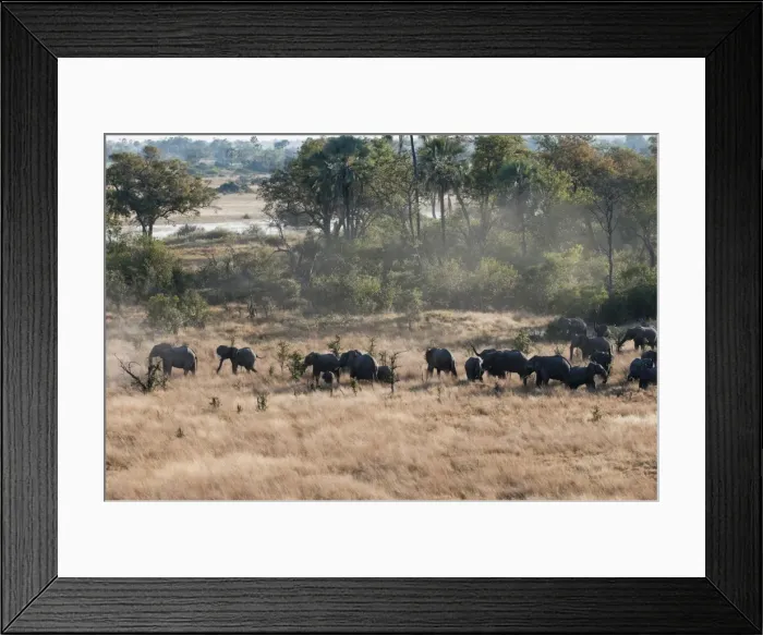 Framed Print : Aerial view of African elephant herd (Loxodonta africana) on Okavango Delta Framed Print : Aerial view of African elephant herd (Loxodonta africana) on Okavango Delta