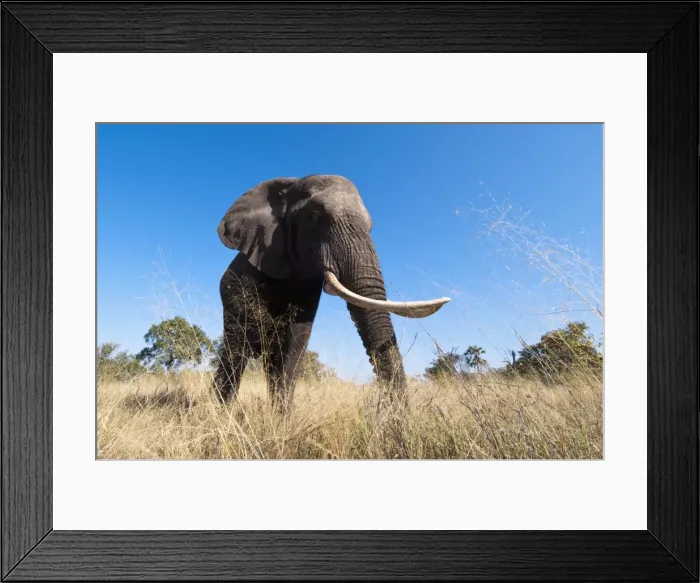 Framed Print : Elephant (Loxodonta africana), Abu Camp, Okavango Delta, Botswana, Africa Framed Print : Elephant (Loxodonta africana), Abu Camp, Okavango Delta, Botswana, Africa
