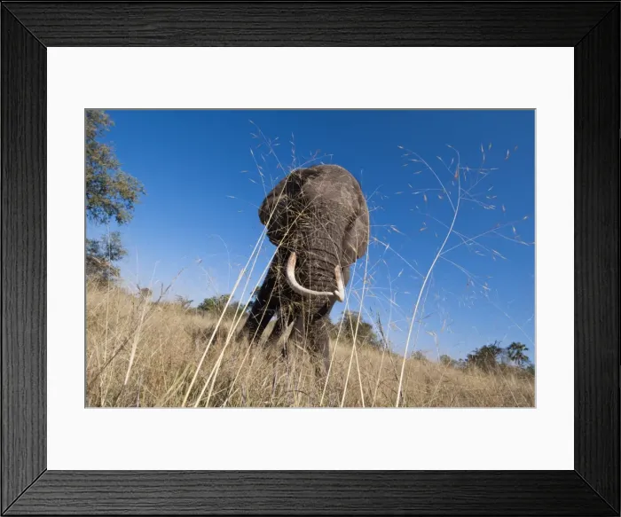 Framed Print : Elephant (Loxodonta africana), Abu Camp, Okavango Delta, Botswana, Africa Framed Print : Elephant (Loxodonta africana), Abu Camp, Okavango Delta, Botswana, Africa
