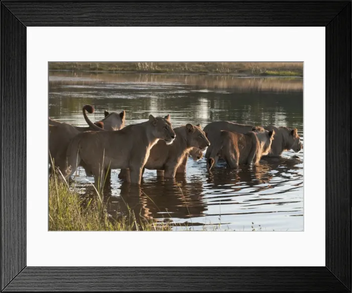 Framed Print : Lion pride (Panthera leo) crossing Savute Channel, Linyanti, Botswana, Africa Framed Print : Lion pride (Panthera leo) crossing Savute Channel, Linyanti, Botswana, Africa