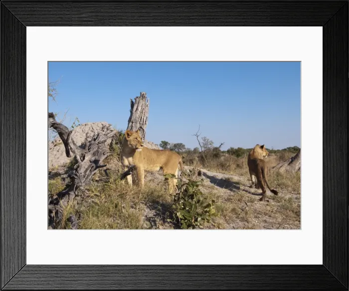 Framed Print : Lioness (Panthera leo), Savute Channel, Linyanti, Botswana, Africa Framed Print : Lioness (Panthera leo), Savute Channel, Linyanti, Botswana, Africa