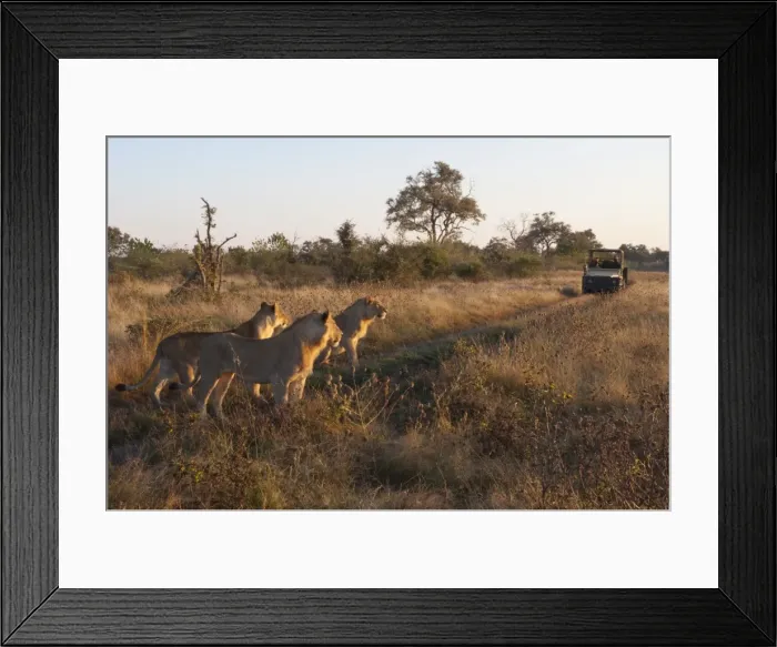 Framed Print : Lion pride (Panthera leo), Savute Channel, Linyanti, Botswana, Africa Framed Print : Lion pride (Panthera leo), Savute Channel, Linyanti, Botswana, Africa