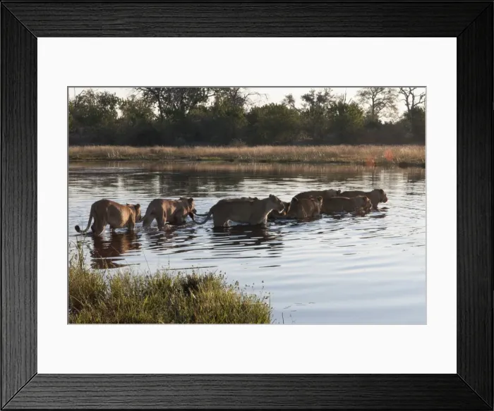 Framed Print : Lion pride (Panthera leo) crossing Savute Channel, Linyanti, Botswana, Africa Framed Print : Lion pride (Panthera leo) crossing Savute Channel, Linyanti, Botswana, Africa
