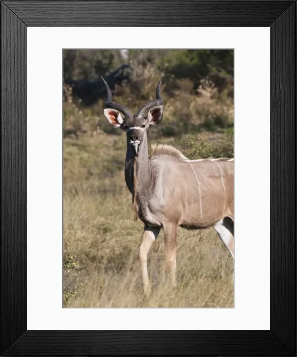 Framed Print : Kudu (Tragelaphus strepsiceros), Savute Channel, Linyanti, Botswana, Africa Framed Print : Kudu (Tragelaphus strepsiceros), Savute Channel, Linyanti, Botswana, Africa