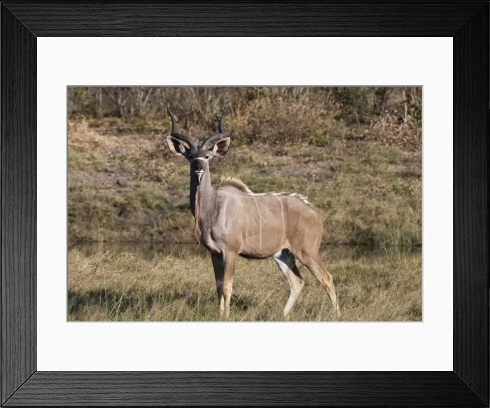 Framed Print : Kudu (Tragelaphus strepsiceros), Savute Channel, Linyanti, Botswana, Africa Framed Print : Kudu (Tragelaphus strepsiceros), Savute Channel, Linyanti, Botswana, Africa